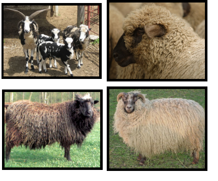 Sheep 450px